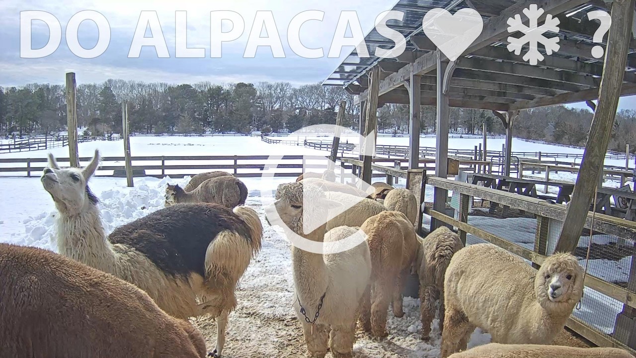 The Fluffy Squad is Back! 🦙❄️ Snow Day at the Alpaca Farm!