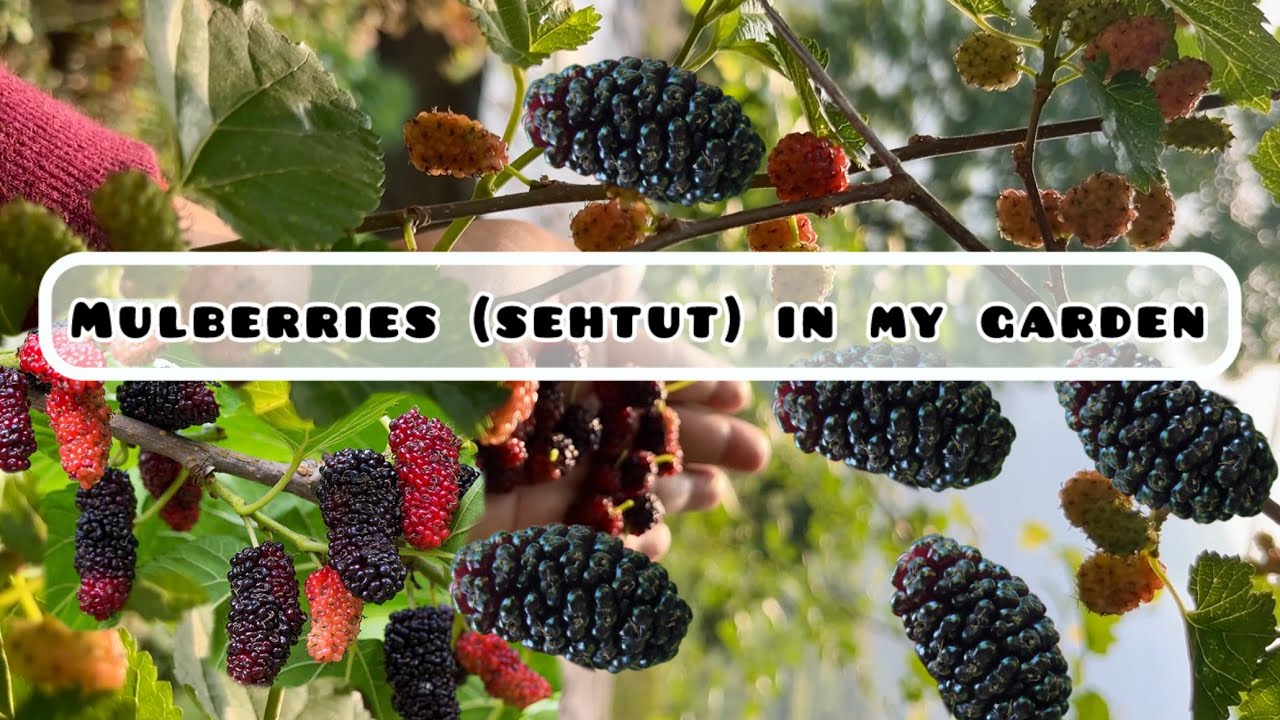 Mulberries in my Garden #mygarden #viral #shortvideo #mulberry #viral #trending #nature #gardening 