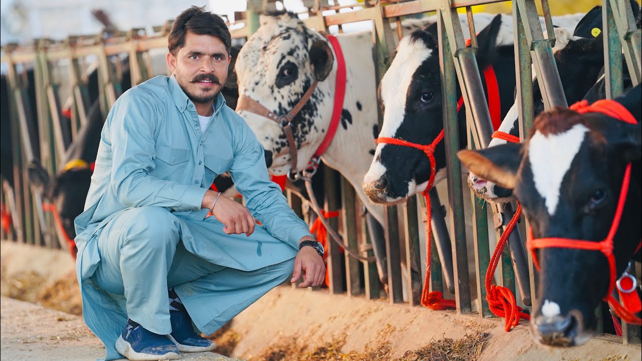 Biggest Dairy Farm in Punjab || HF Breed with 45 Liter Milk || Gurwinder Dairy Farm