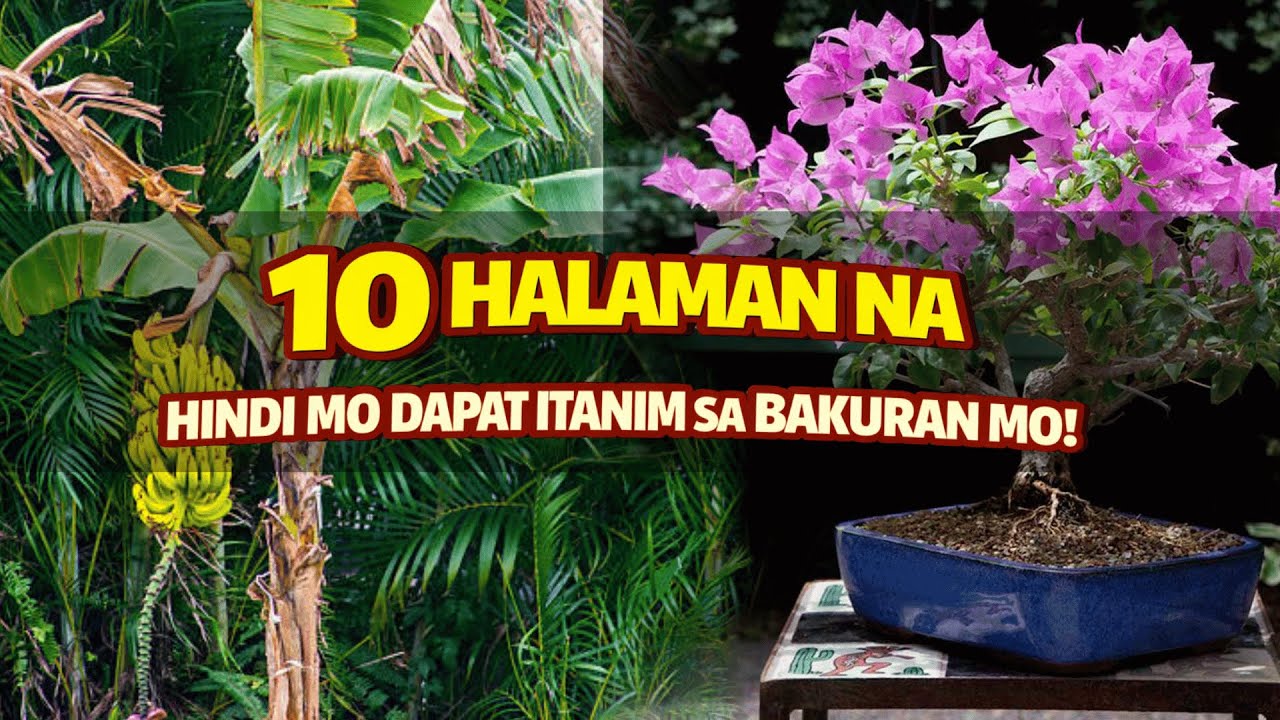 MGA HALAMAN NA HINDI MO DAPAT ITANIM SA BAKURAN MO!