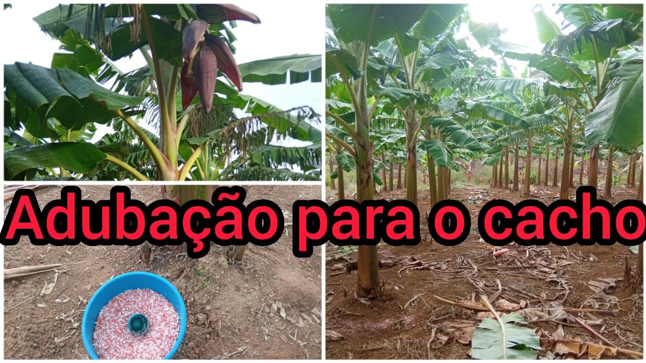 Adubação com NPK na plantação de banana da terra para enchimento de fruto