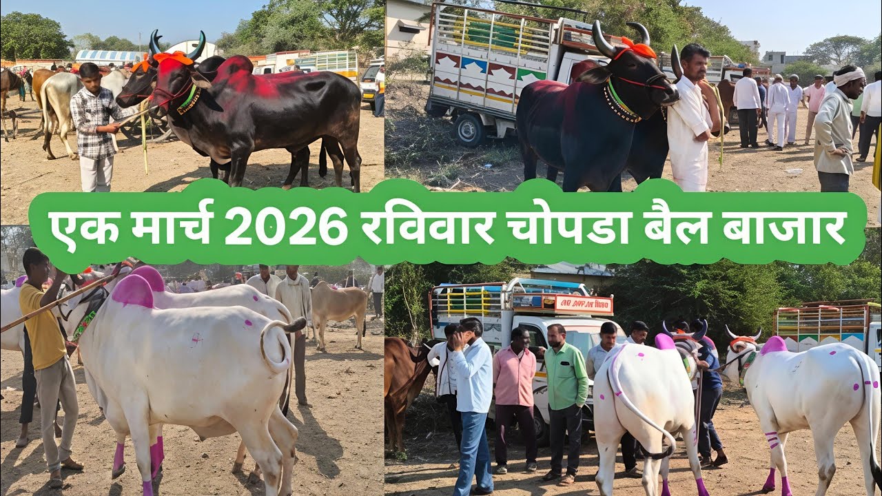 एक मार्च 2026 | रविवार चोपडा बैल बाजार  एक नंबर कॉलिटी ची बैल जोडी ,🔴 live 📈