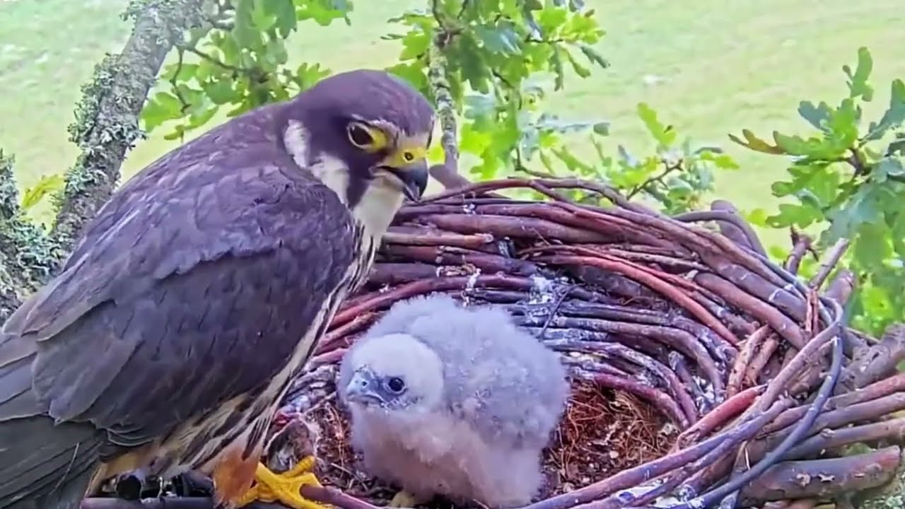 #falcon Cam4#86 Review baby birds in the nest - Dad and mother brings food to feed their chicks