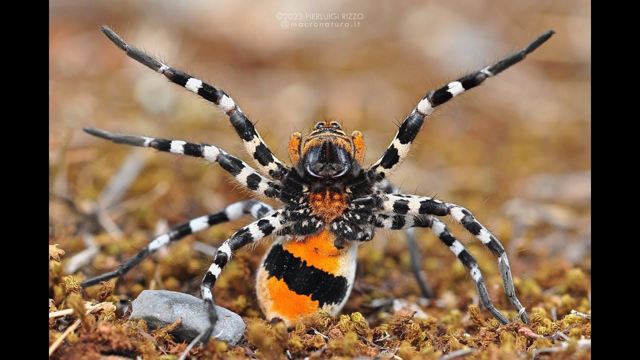 Spider short #3 - Big European Wolf spider - Lycosa tarantula - Pollino National Park