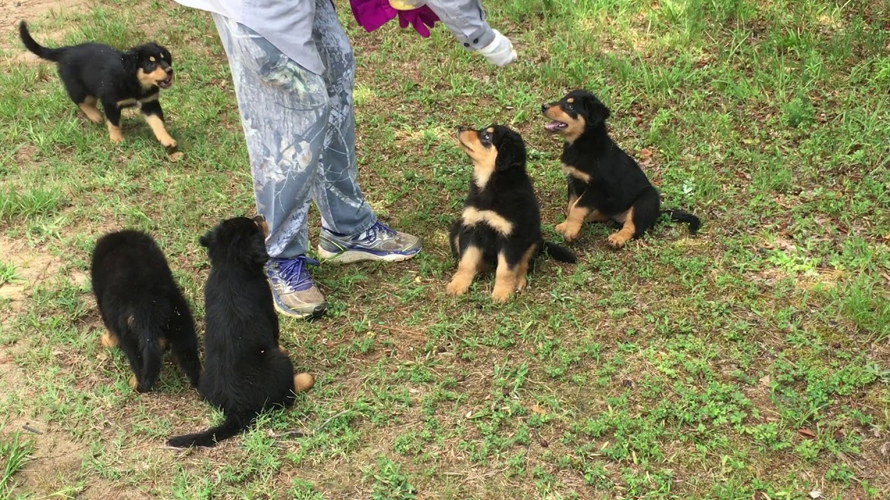 #2  Teaching patience and rewards: English Shepherd puppies