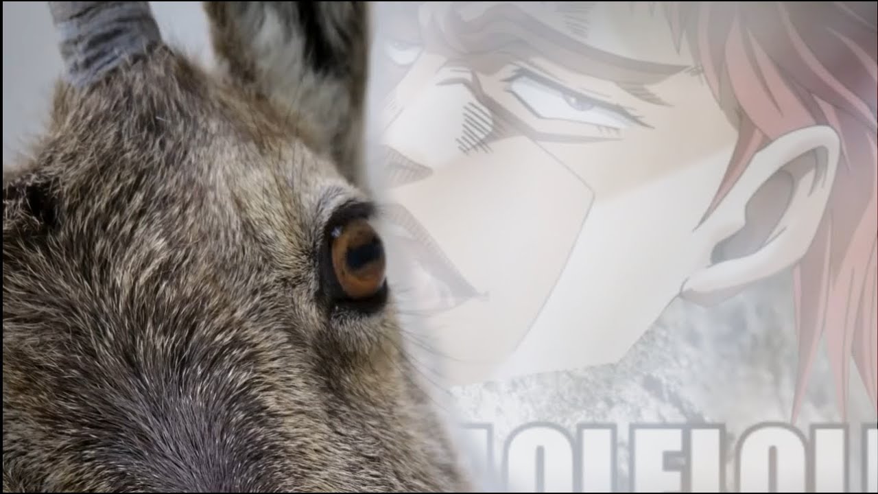 (YTP)Goat has strange addiction to licking walls
