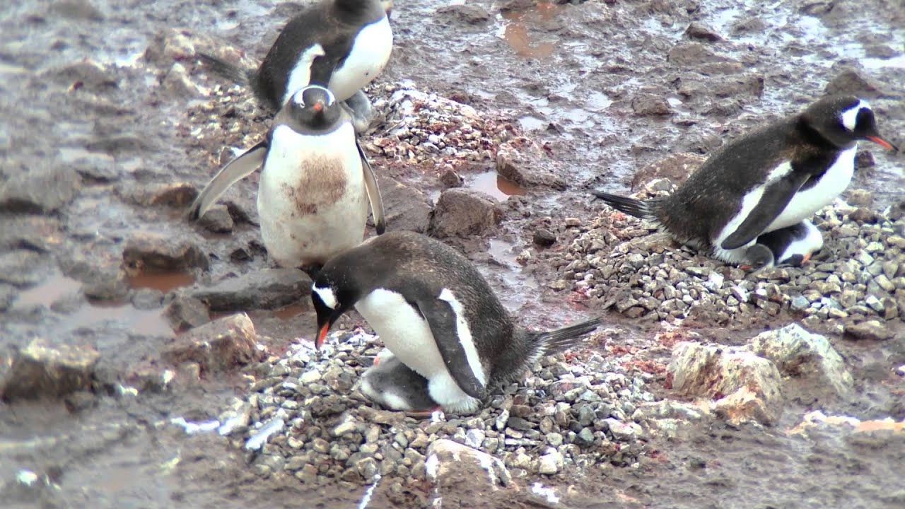 Antarctica January 2013