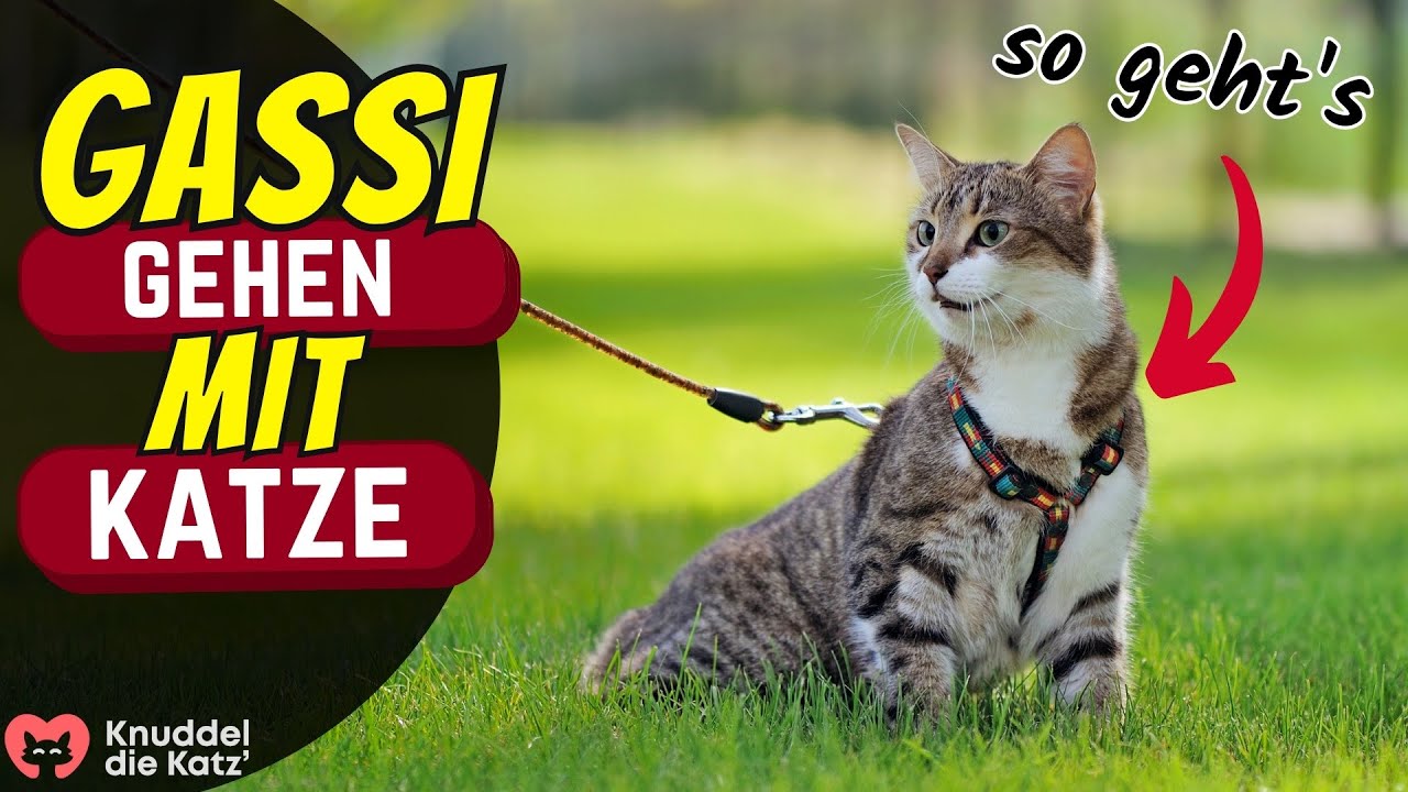 Gassi gehen mit der Katze - so wird's gemacht!
