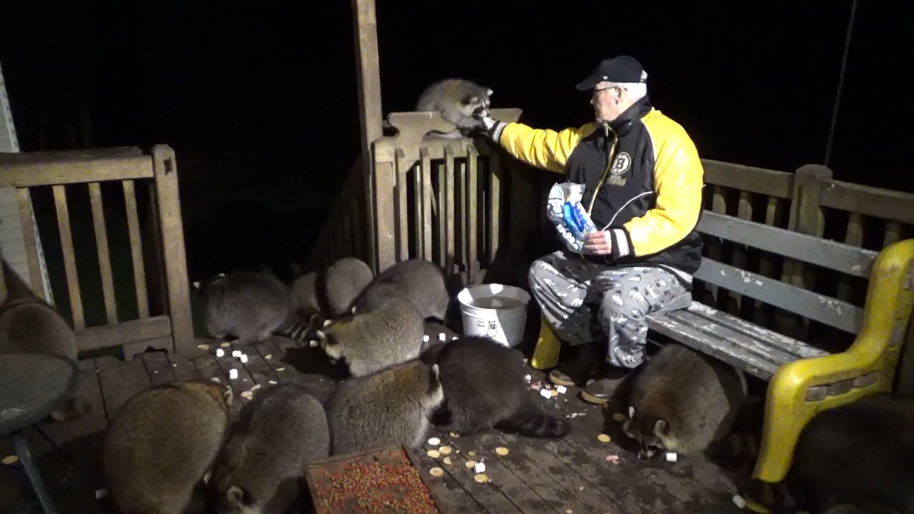 Friday, Oct. 20th - Raccoon Whisperer is back on the Deck and the Raccoons give him a warm welcome