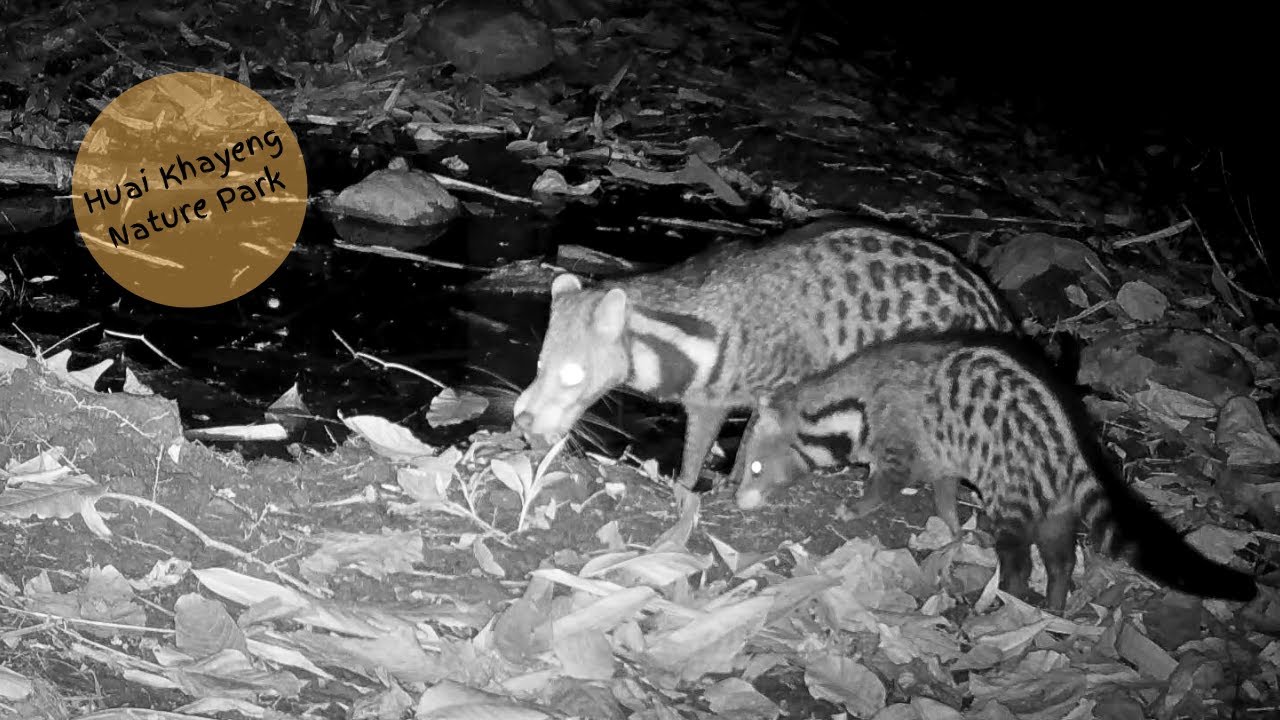 Where is our Baby Civet?