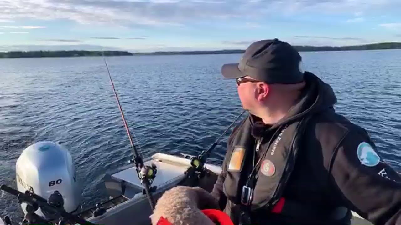 Ahvenen uistelua