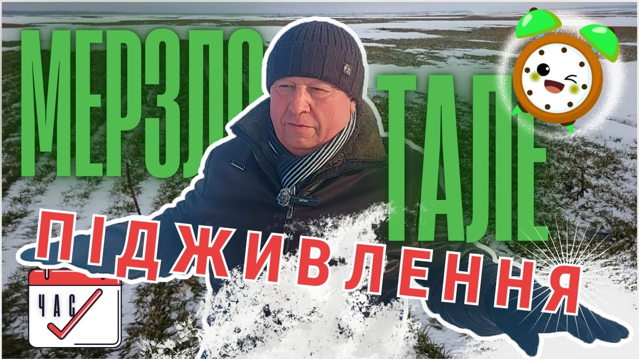 КОЛИ починати ПІДЖИВЛЮВАТИ по МЕРЗЛО-ТАЛОМУ ГРУНТУ озиму пшеницю
