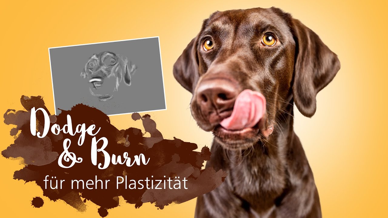 Dodge & Burn mit Photoshop 💻 | Mein Workflow bei Hundefotos 🐶 | Tutorial Bildbearbeitung