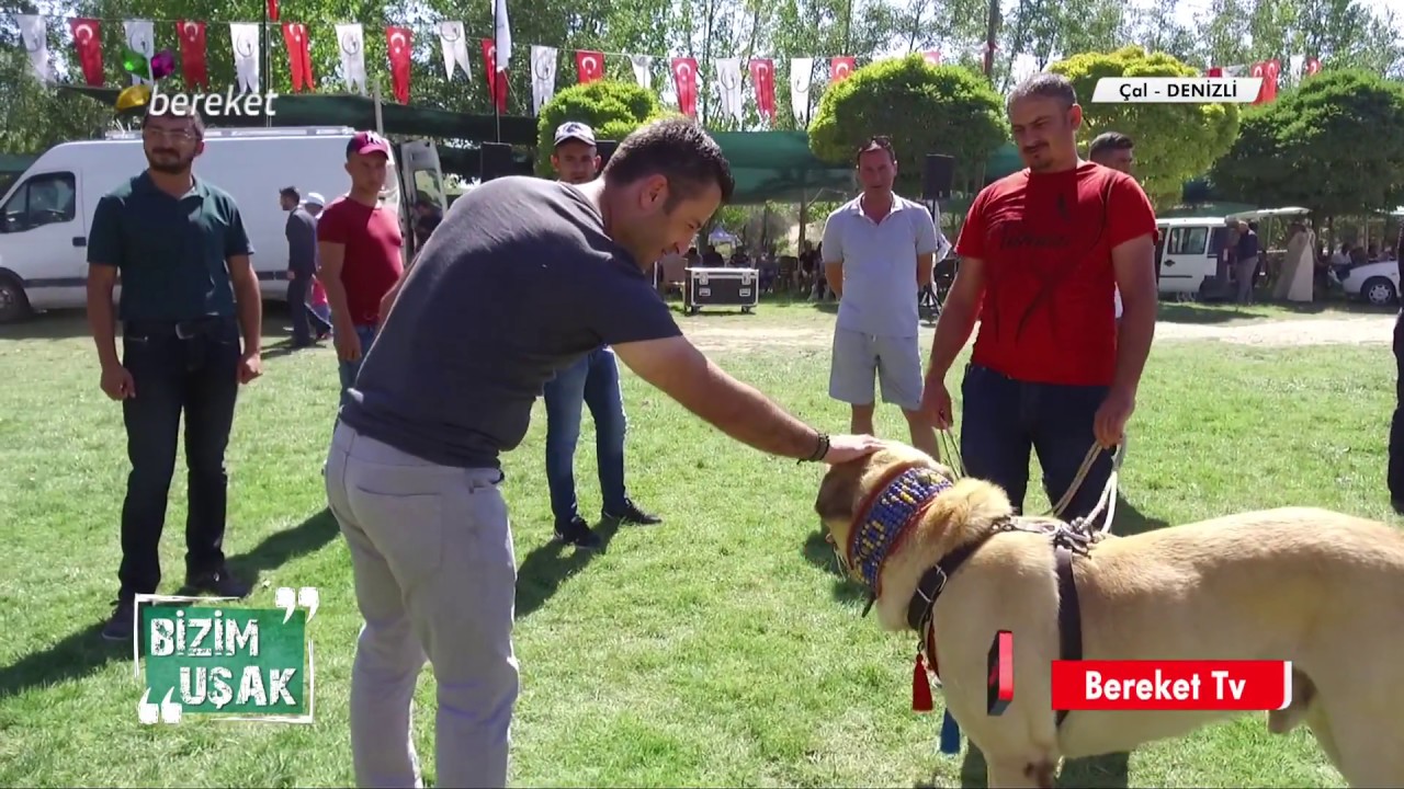 Bizim Uşak - Koyun Atlatma ve Çoban Köpeği Festivali / Denizli, Çal