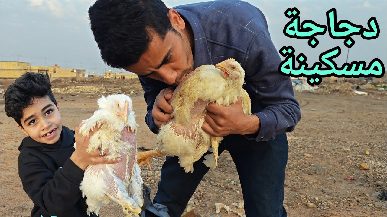 جايبين دجاجة بيضة😋