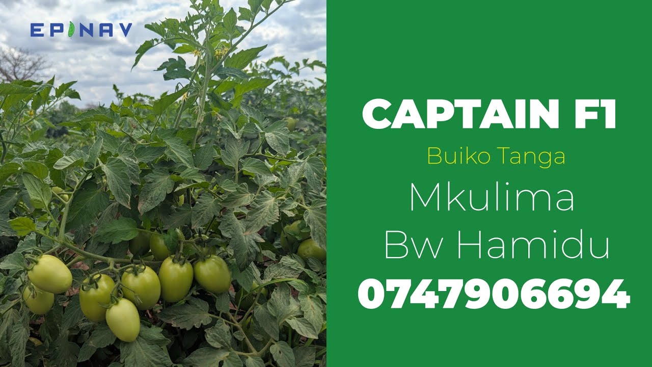 MBEGU YA CAPTAIN F1 IMELIMWA BILA KAMBA & MITI BUIKO TANGA, KWA Bw HAMIDU 0747906694