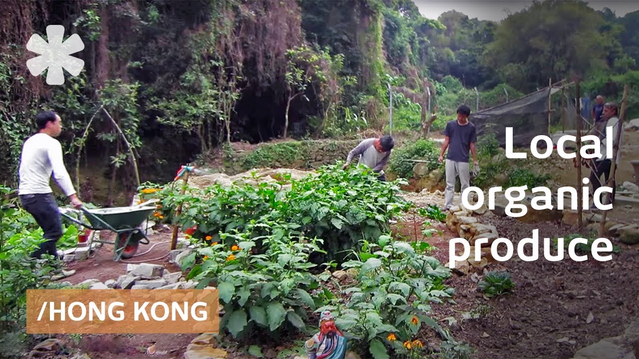 Farm-to-table organic produce growing in dense Hong Kong
