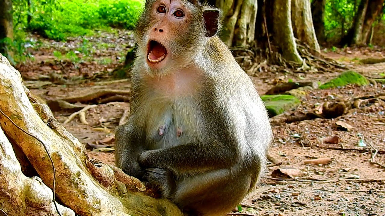 Oh No! Monkey Anna Warned Monkey Alba To Know And To Respect Her During Eating Time.