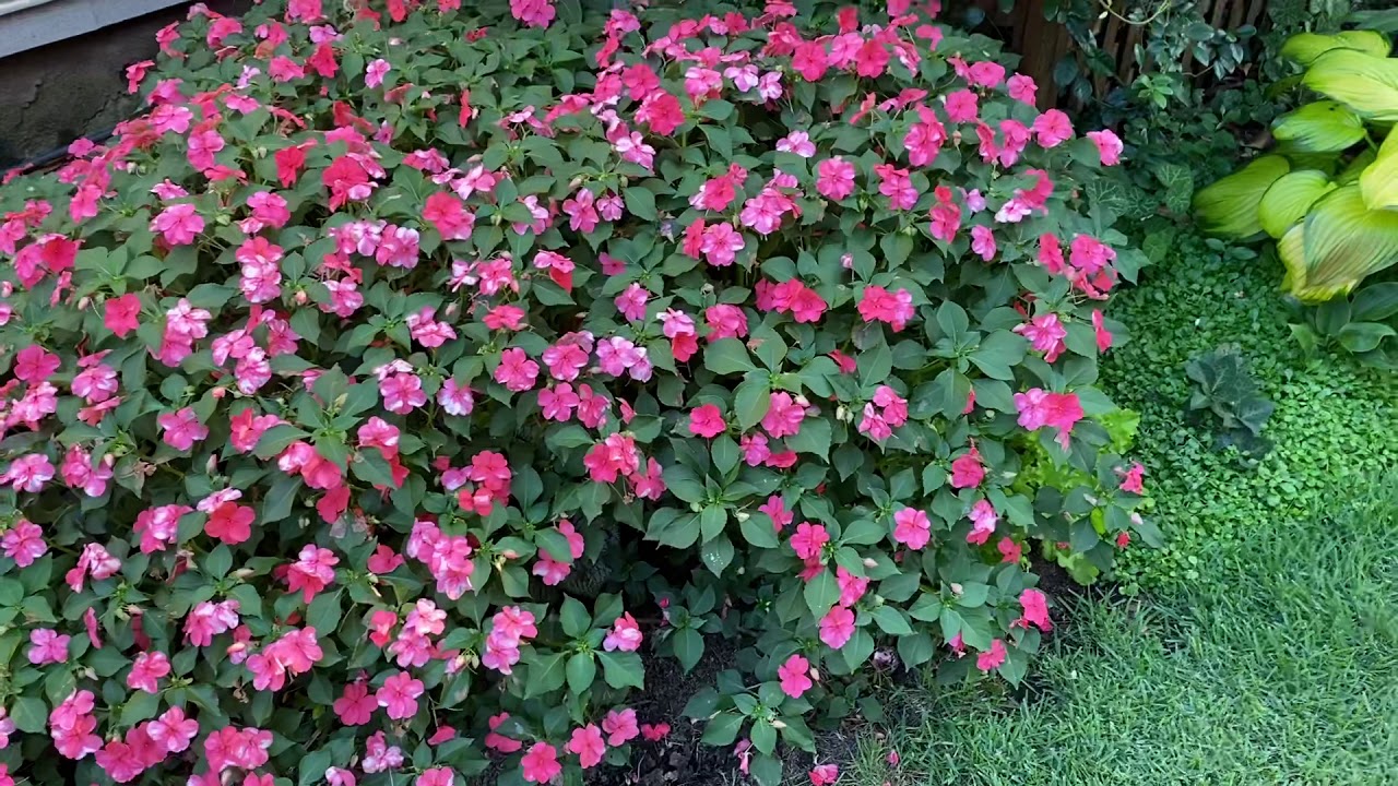 Plant Profile, Beacon impatiens, the best disease-resistant Impatiens for the garden