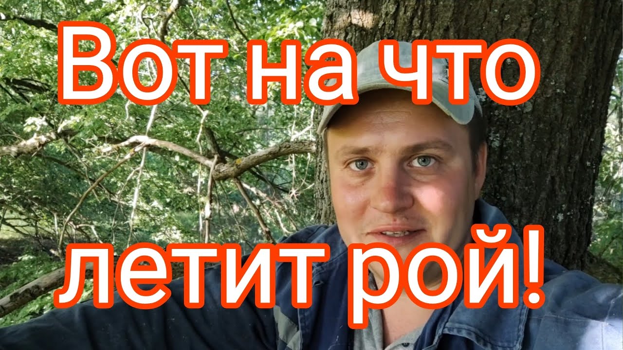 ✅ЭТО СРЕДСТВО + ПАРУ СОВЕТОВ ПРИВЛЕЧЕТ РОЙ В ВАШУ ЛОВУШКУ!!! БЕРИТЕ НА ВООРУЖЕНИЕ✅ #пчеловодство