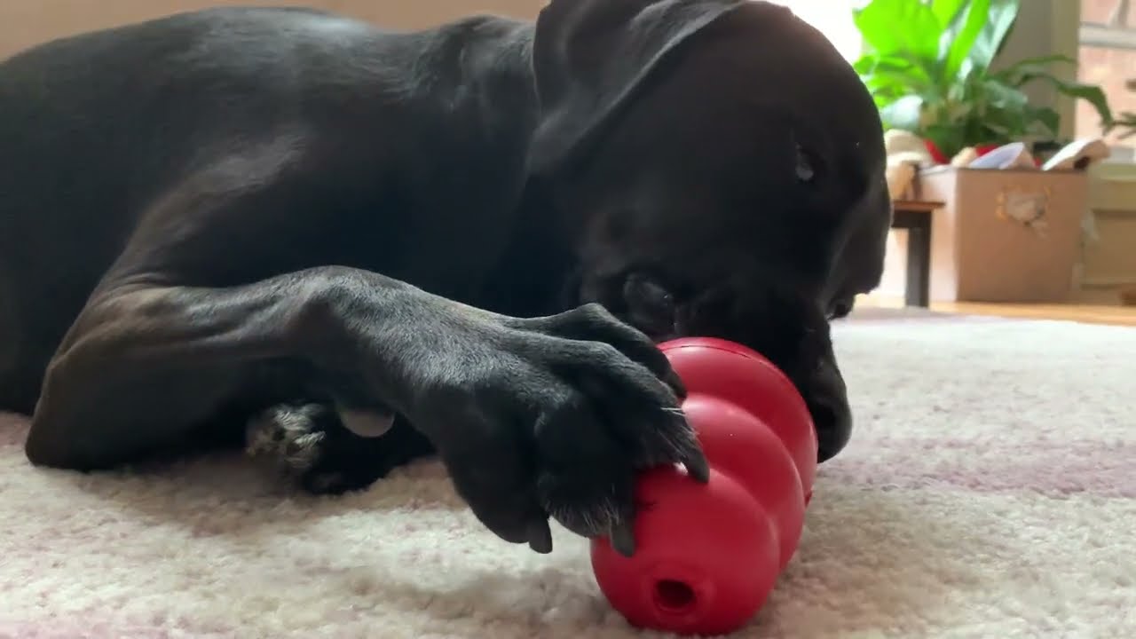 Satisfying Kong licking chewing ASMR | Franco the black lab