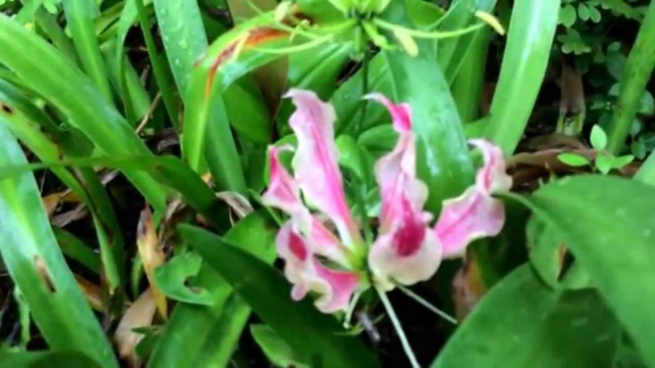 Gloriosa varieties..plantii, rothschildiana, carsonii, greenii, and superba..(Agnisikha.)