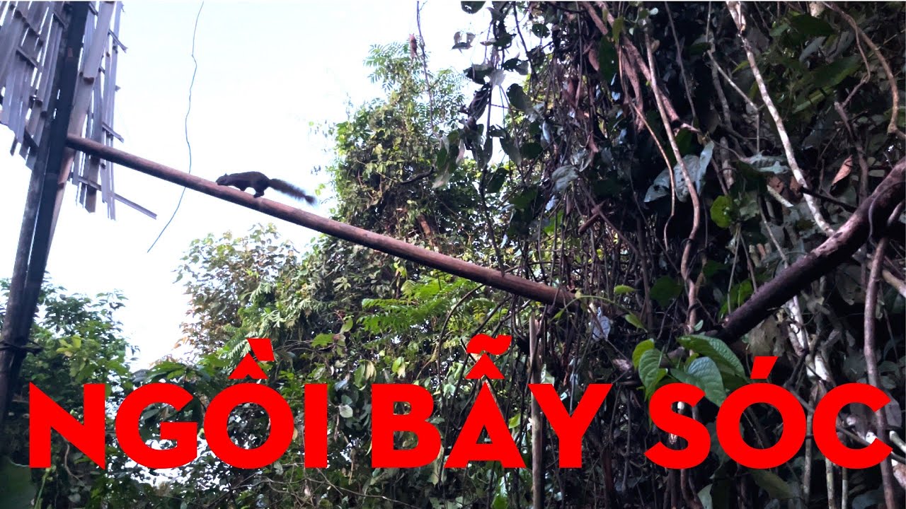 BẪY SÓC/TỰ THỢ RỪNG/CHIẾN BINH RỪNG XANH