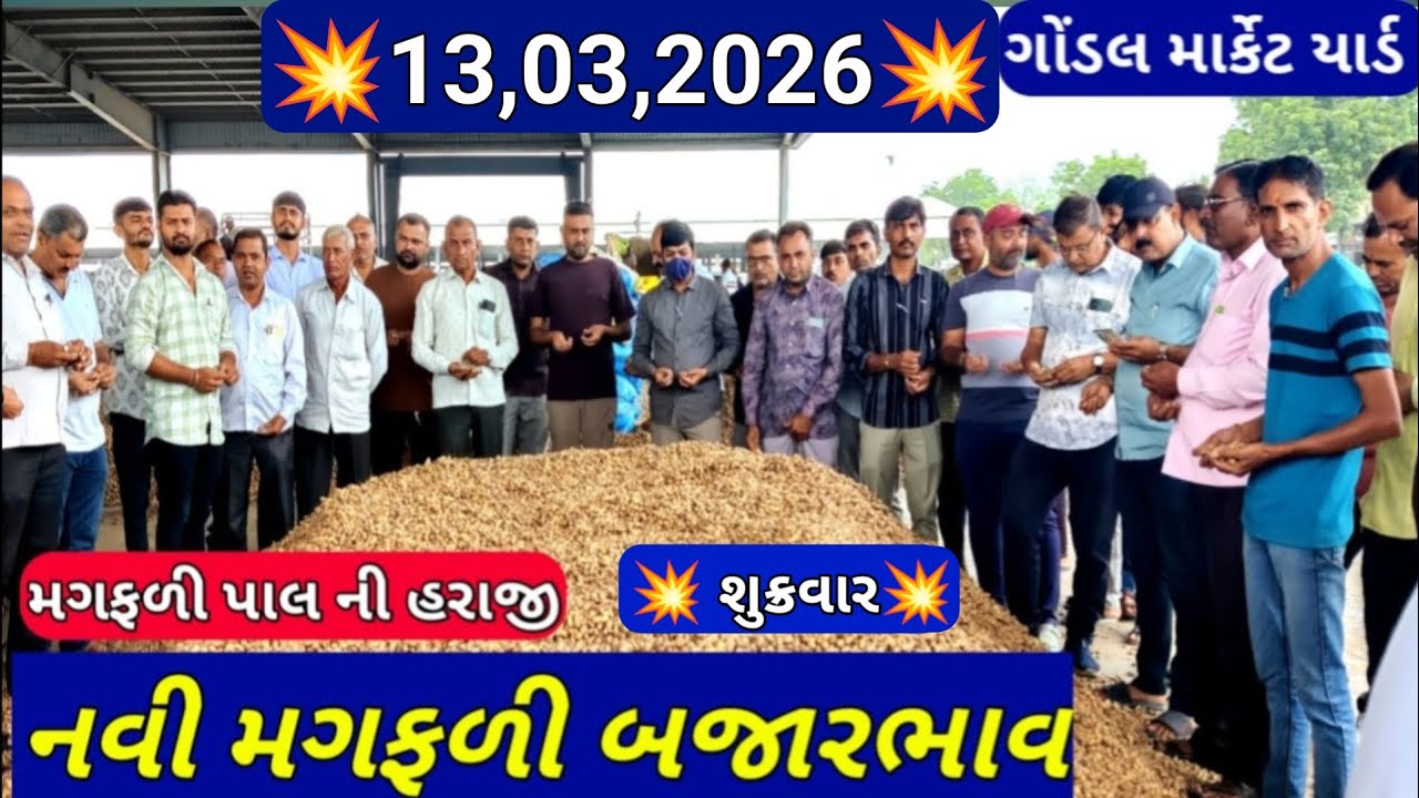 મગફળીના બજાર ભાવ /નવી મગફળીના બજાર ભાવ / ગોંડલ મગફળીના ભાવ / 13 March 2026