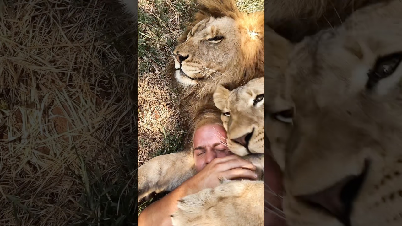 Raw Lion Love🦁❤️