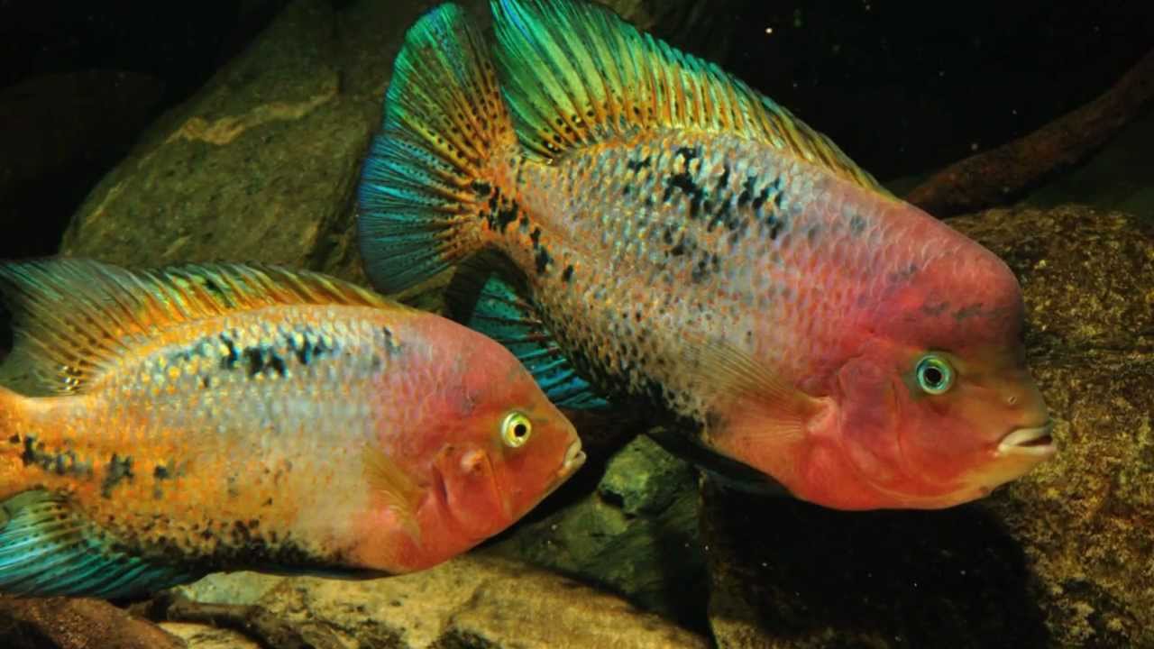 Paratheraps melanurus