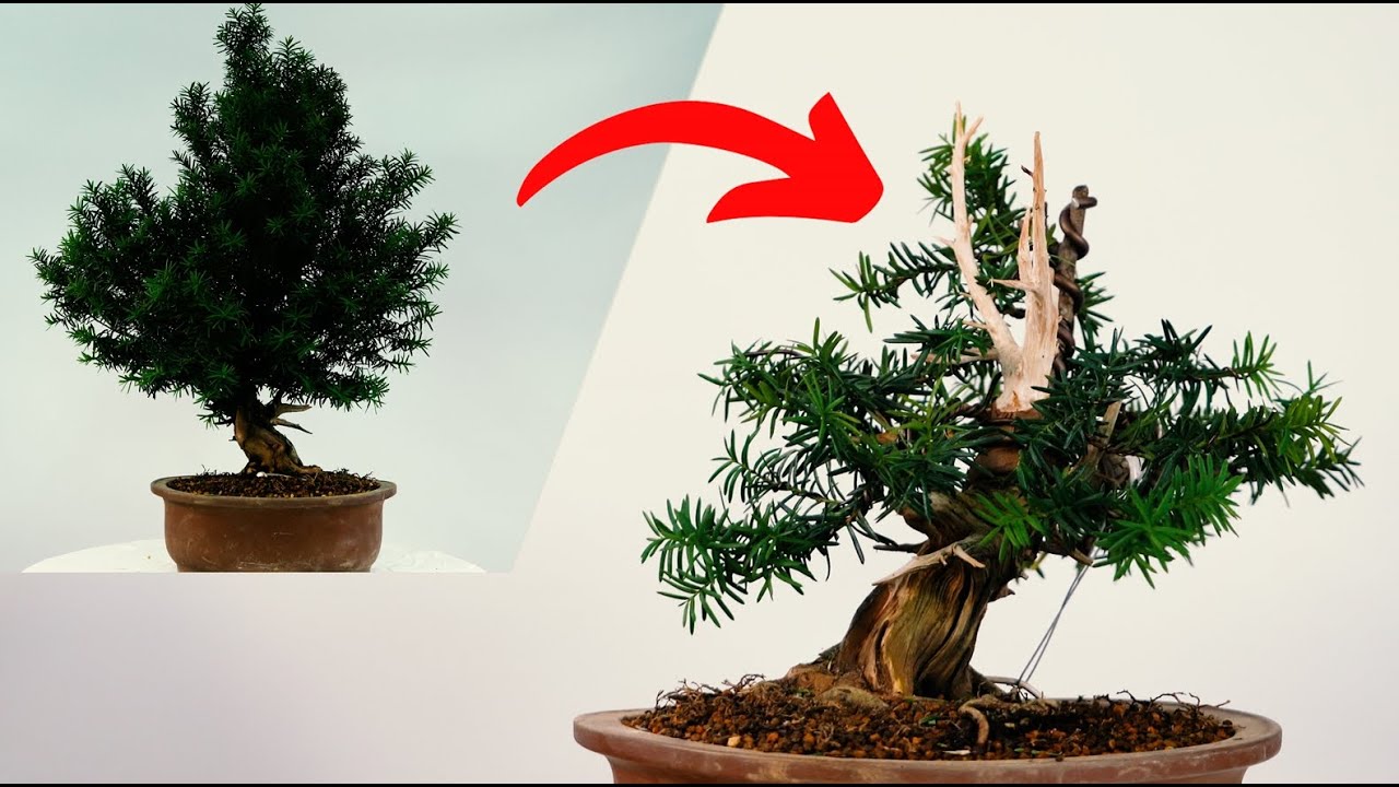 Restoring a Taxus Cuspidata Bonsai(the whole process) by master Cho(feat.small size)
