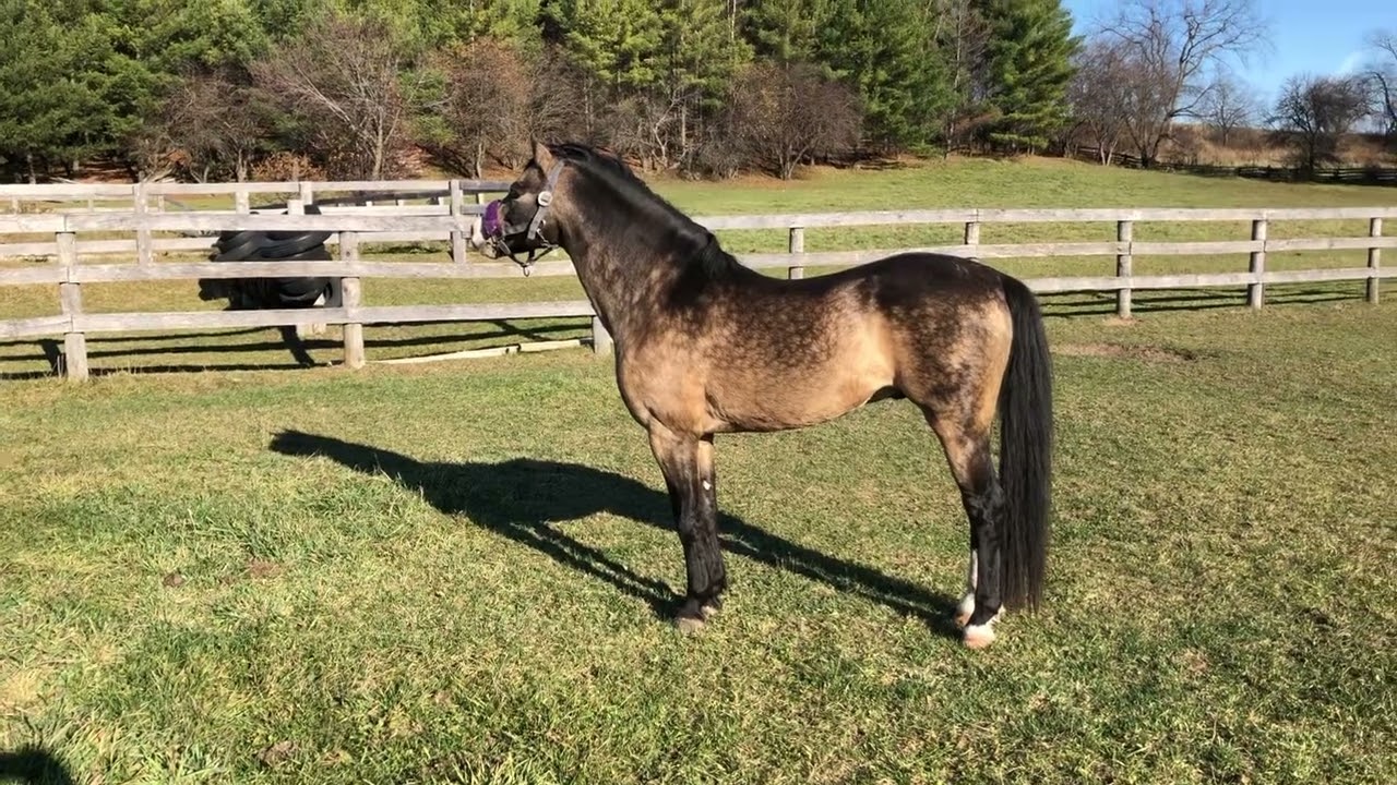 Beaverwoods Mistique,13.1 welsh B stallion at stud, November 2022.