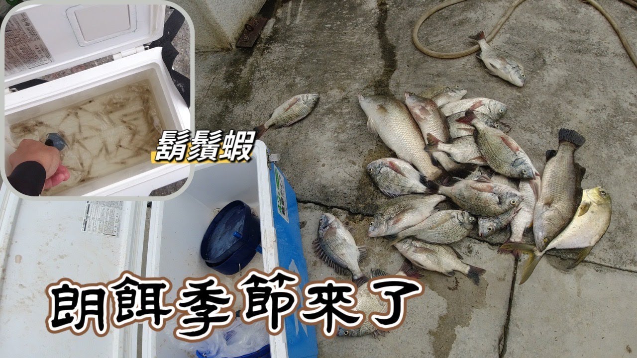 【水上交流道海釣場】走餌朗餌的季節來了！鬍鬚蝦、管蝦必帶餌