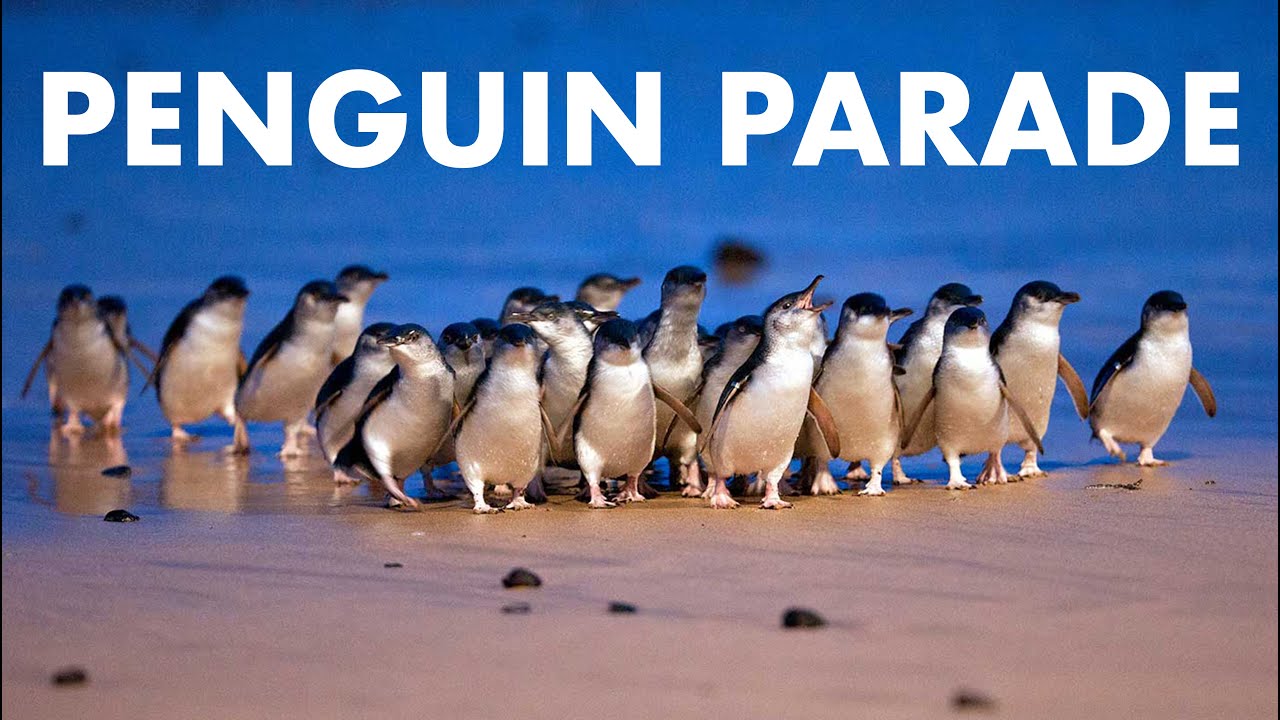 THE BEST OF PHILLIP ISLAND | Australia Travel Guide
