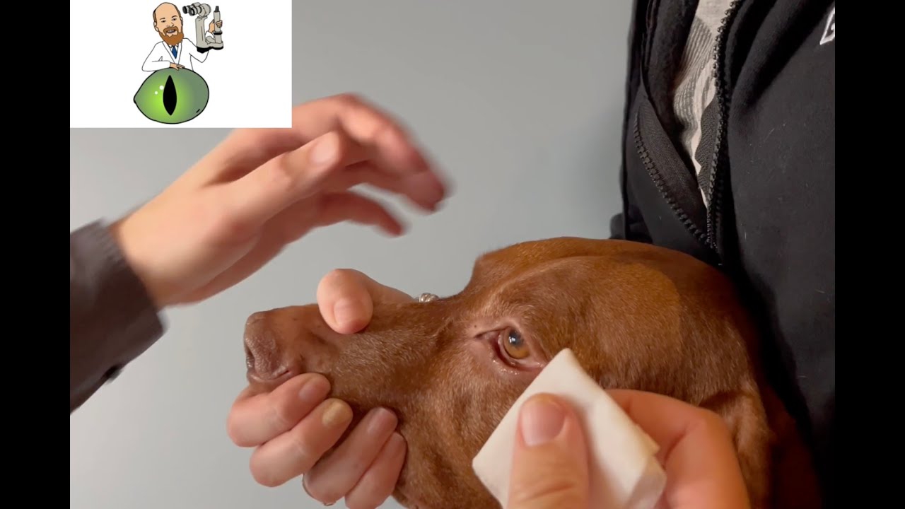 How to clean your pet's eye