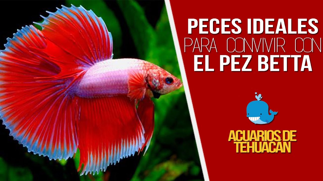PECES COMPATIBLES CON EL PEZ BETTA