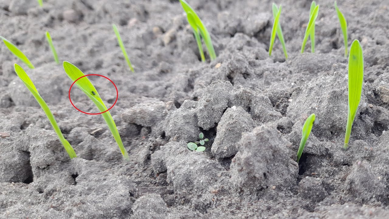 Jęczmień - pierwsze naloty mszycy - Przegląd plantacji #3