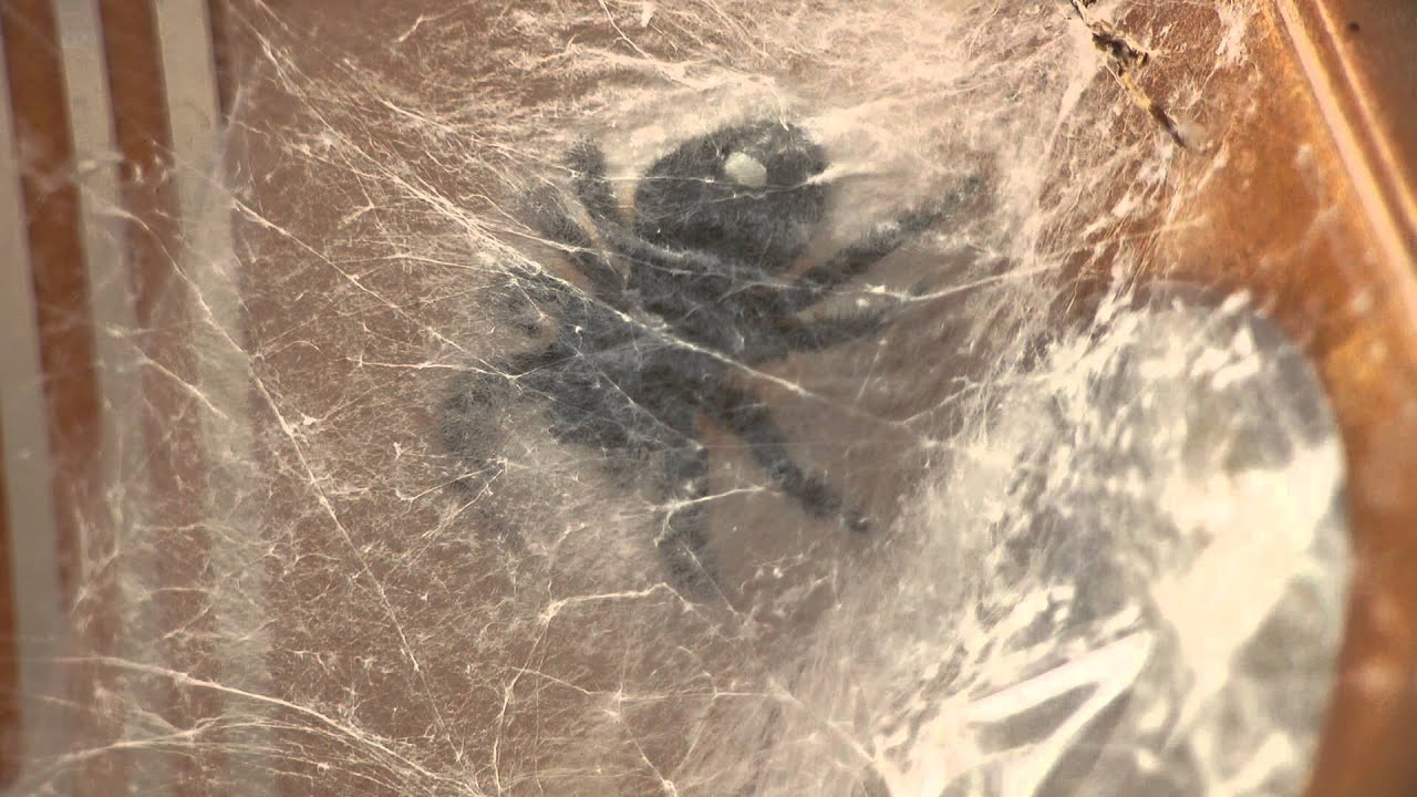 Jumping Spider Webbing Her Eggs-Time Lapse