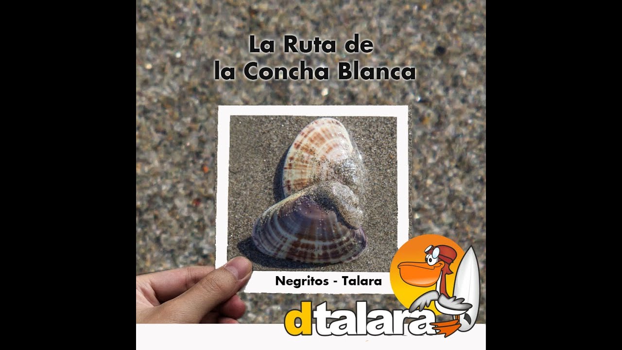 Las conchas blancas en Negritos Talara