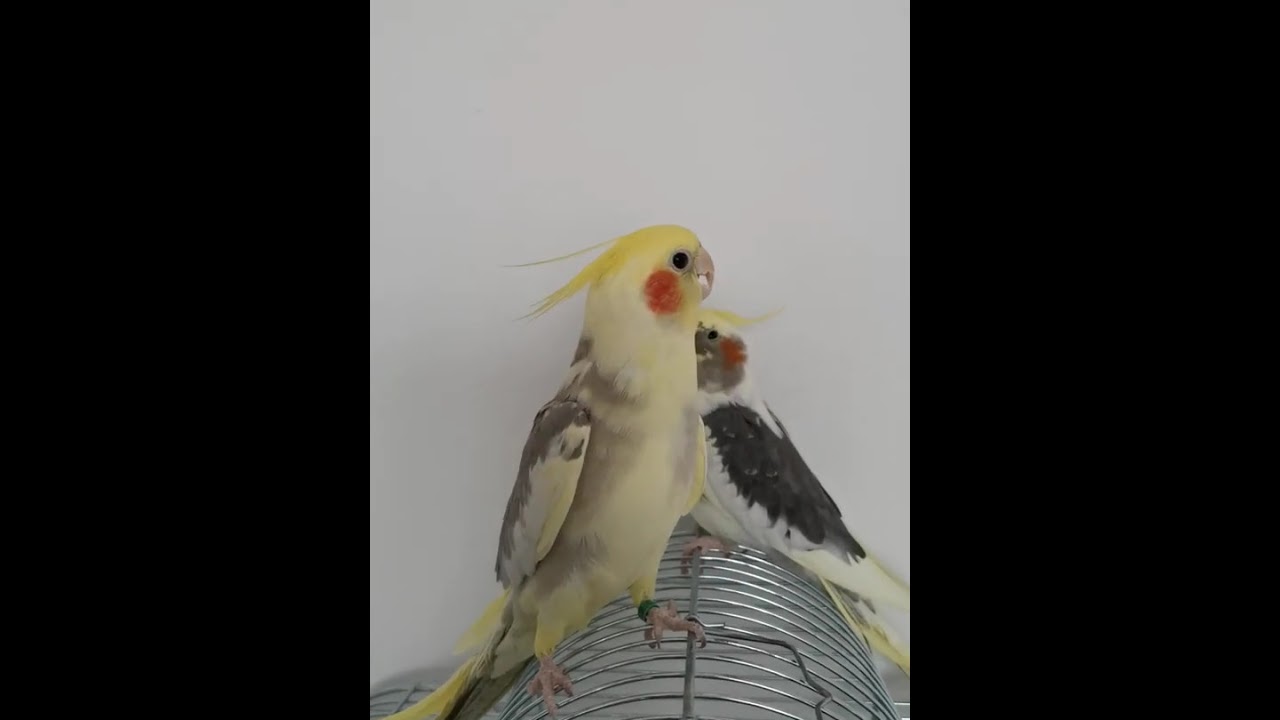 Papuga nimfa, Puszek - jaka to melodia? SHOW!!!! naturalne odgłosy 🦜🎼🎶🎶🎵 #cockatiel #birds