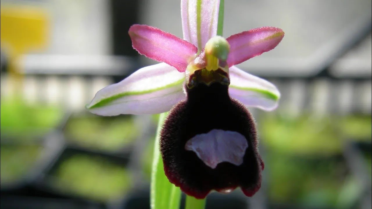 Growing terrestrial orchids from seed | practical experience for conservation projects