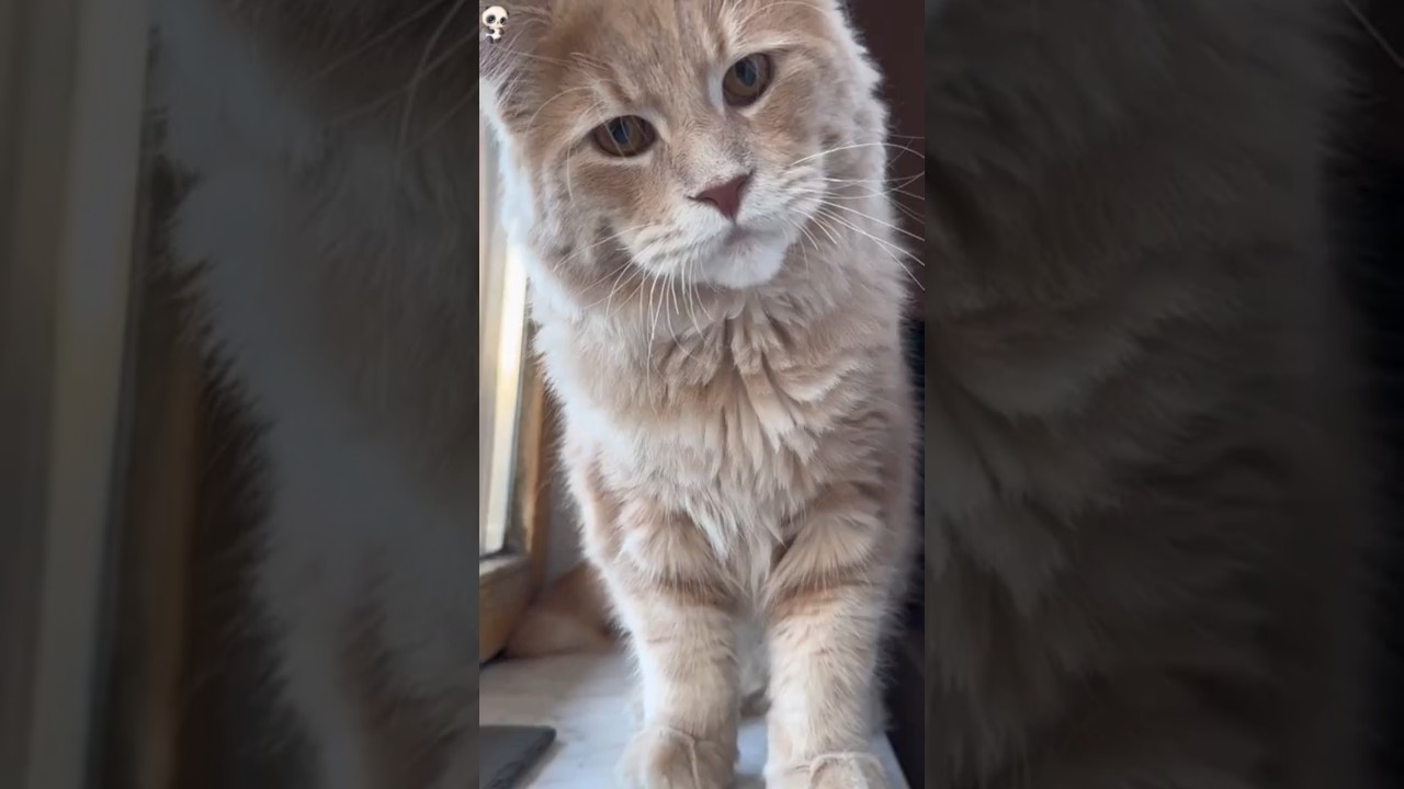 5 Differences Between Male and Female Cats