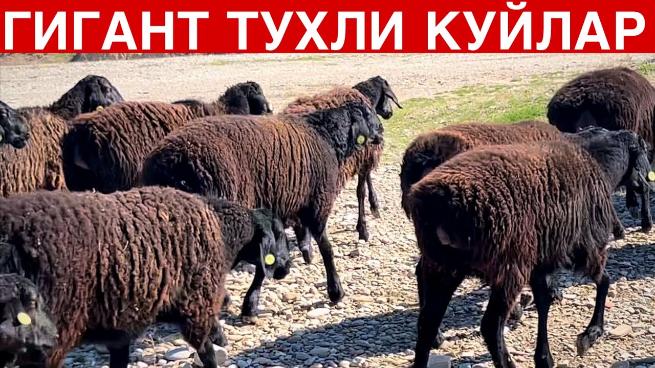 Сурхондарнё Куйлари! ☎️+998 77 298 2000