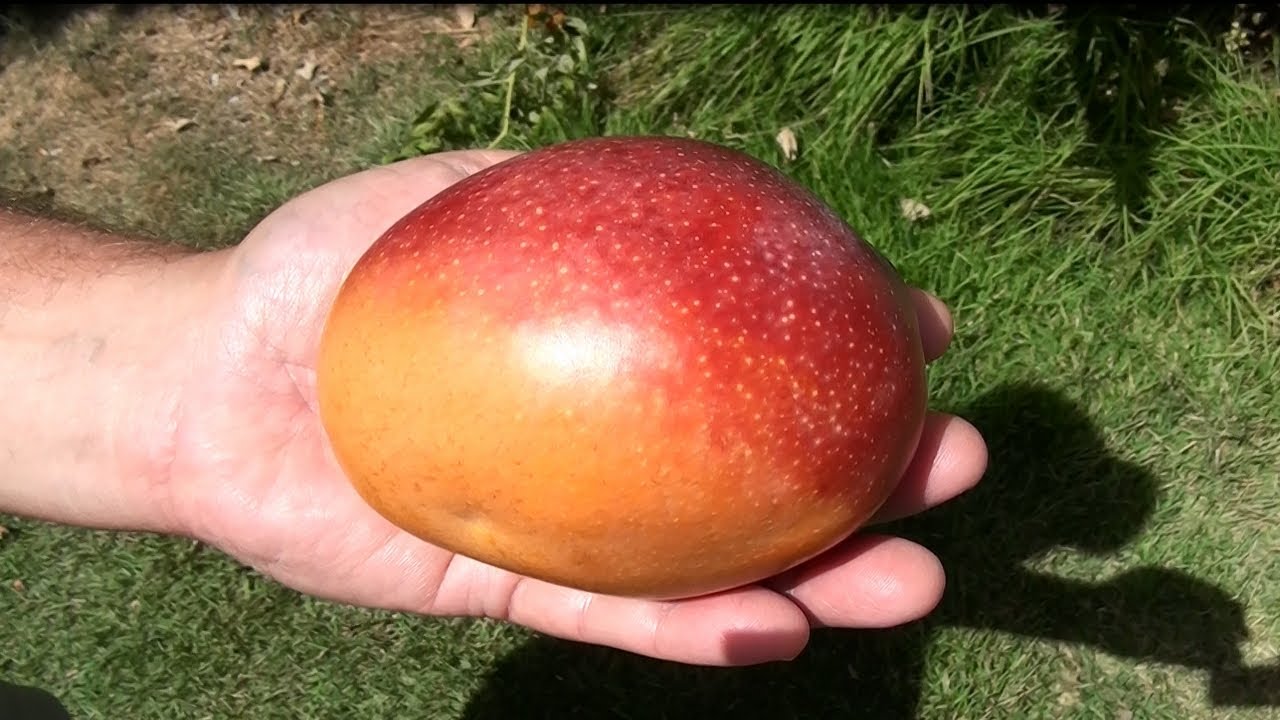 Shelly - my lovely israeli mango variety