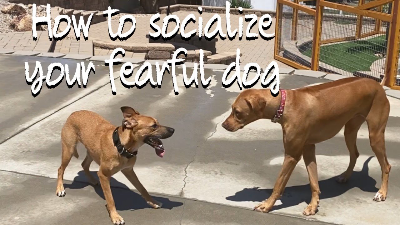 Learn the process to get a nervous dog with others