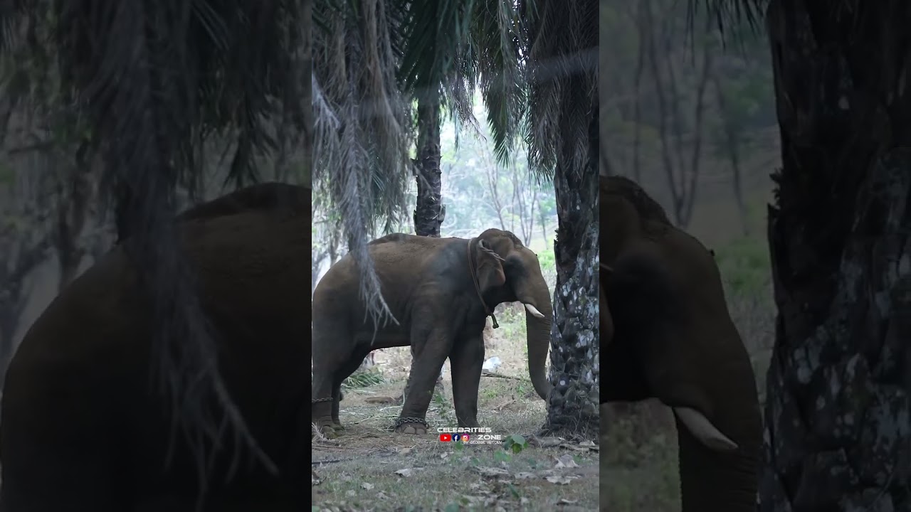 കുംക്കി ആനകൾക്ക് നേരെ ഏഴാംറ്റുമുഖം ഗണപതി