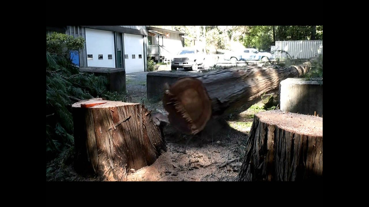 Tree services Victoria BC - A day in the life  - R.C. Tree Services - rctree.ca