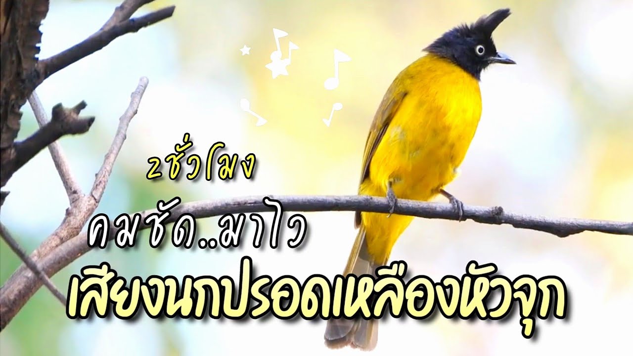 เสียงนกปรอดเหลืองหัวจุกต่อ คมชัดมาไว ยาว 2 ชั่วโมง