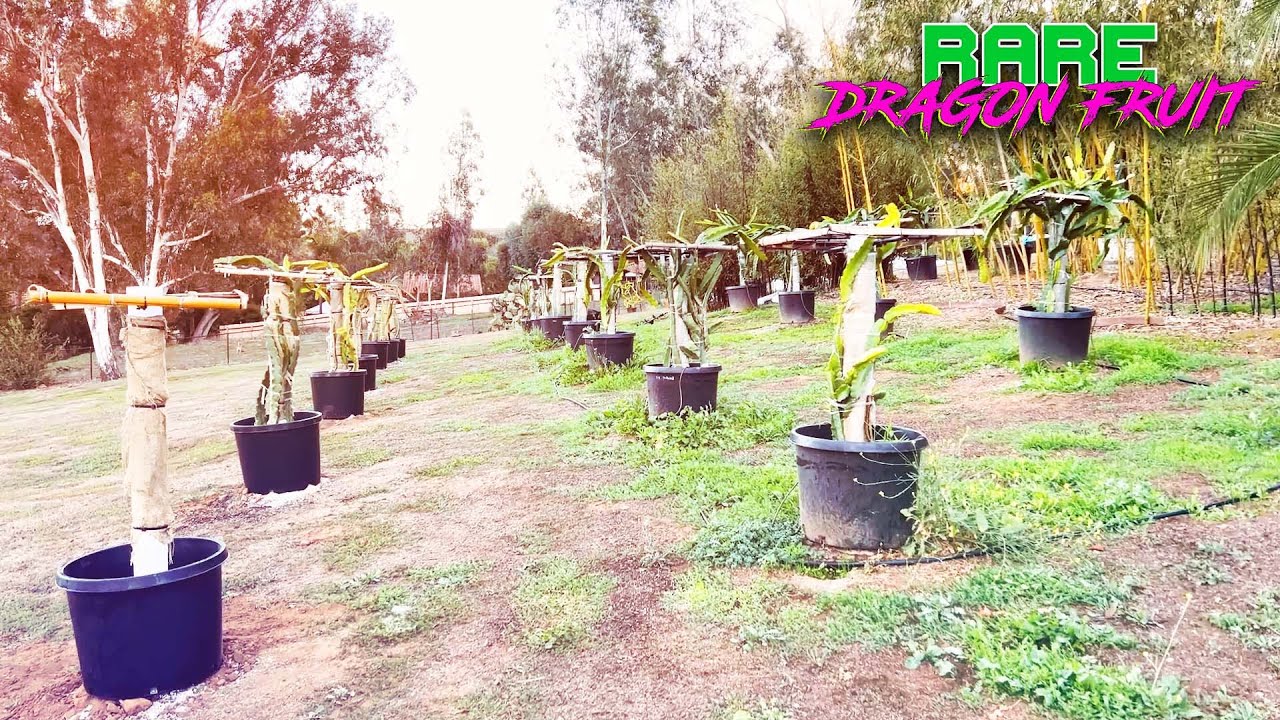 I MADE a SOIL MISTAKE / WHY did I have to REPOT my DRAGON FRUIT ? / AGED FOREST PRODUCTS