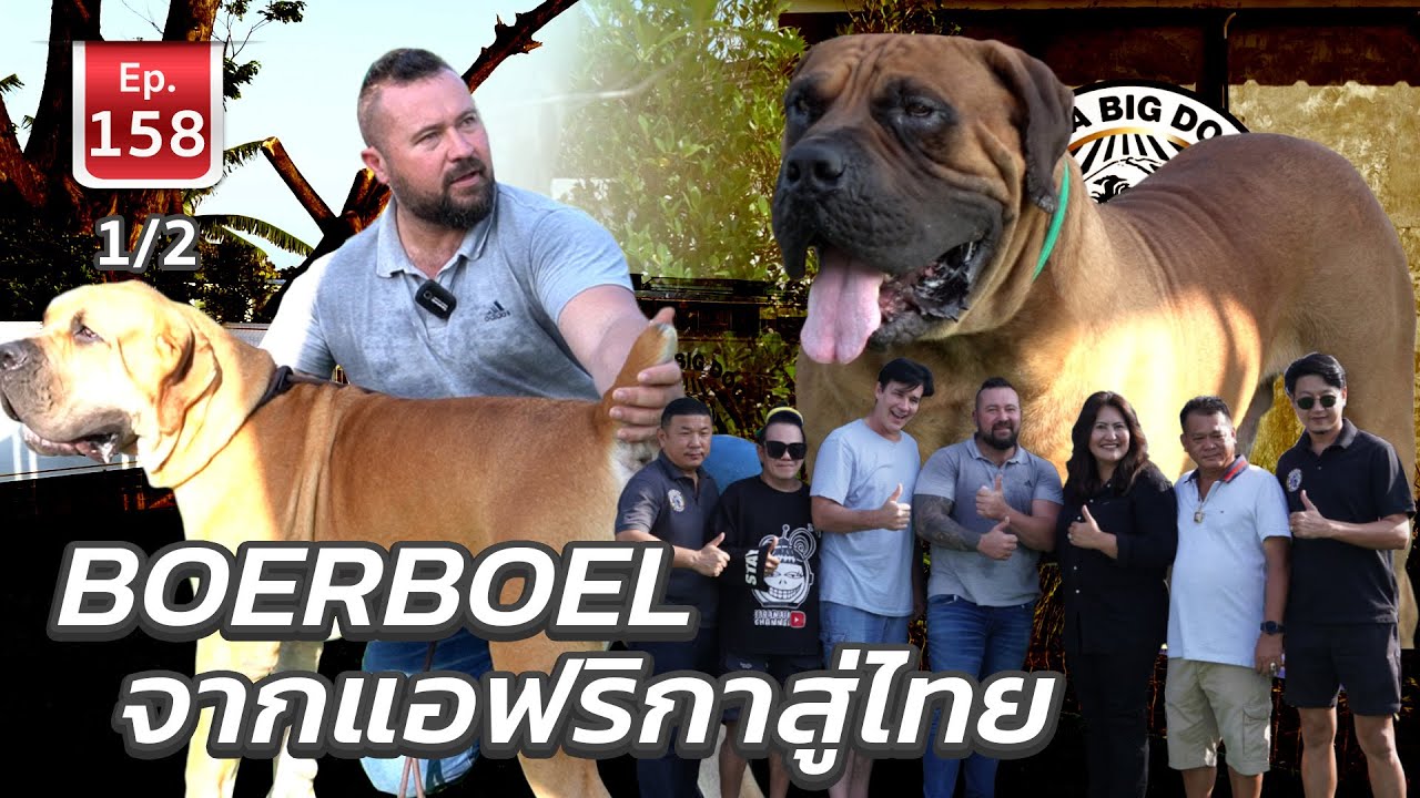 BOERBOEL บัวโบว์ จากแอฟริกาสู่ไทย - เพื่อนรักสัตว์เอ้ย EP.158 1/2